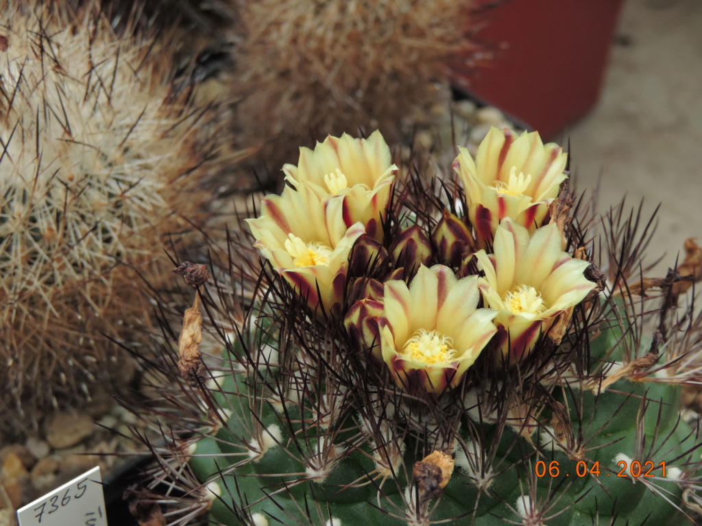 Cacti and Sukkulent in Köln, every day new flowers in the greenhouse Part 255 Bild7531