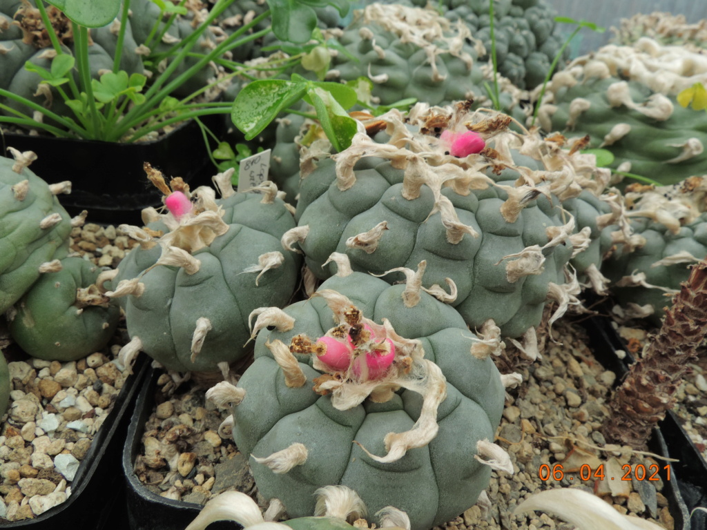 Cacti and Sukkulent in Köln, every day new flowers in the greenhouse Part 255 Bild7536