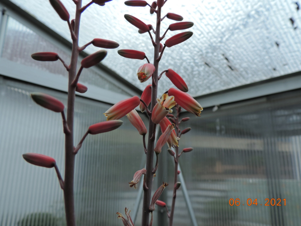 Cacti and Sukkulent in Köln, every day new flowers in the greenhouse Part 255 Bild7538