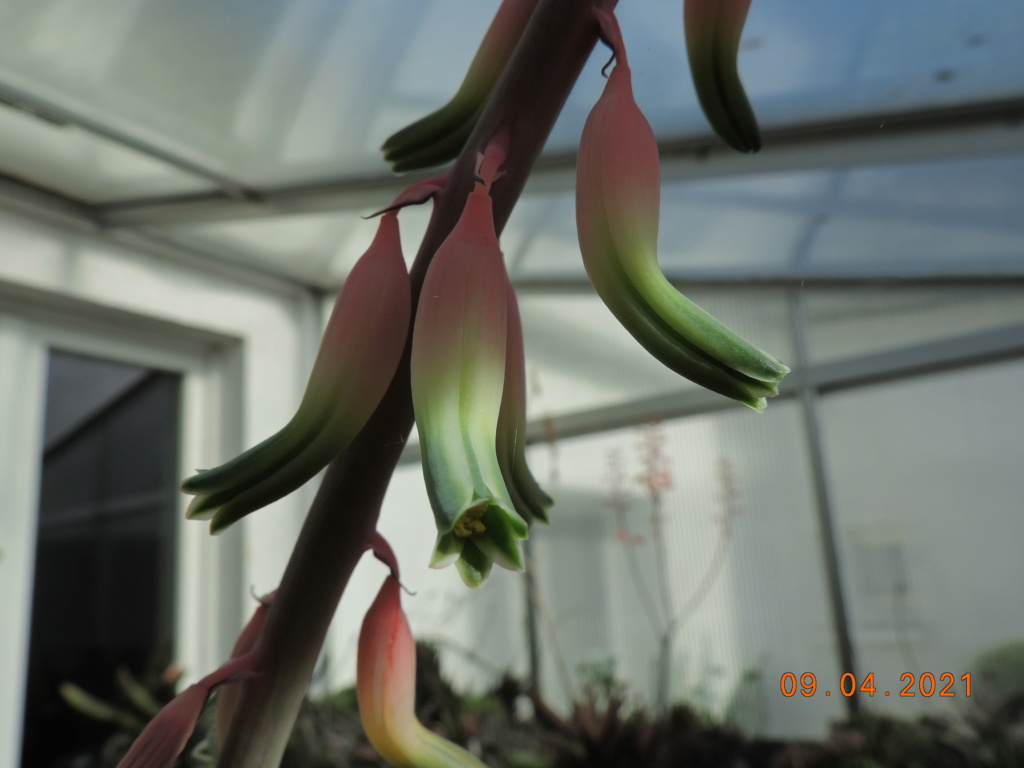 Cacti and Sukkulent in Köln, every day new flowers in the greenhouse Part 255 Bild7544