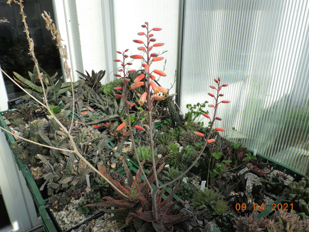 Cacti and Sukkulent in Köln, every day new flowers in the greenhouse Part 255 Bild7545
