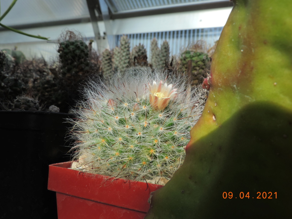 Cacti and Sukkulent in Köln, every day new flowers in the greenhouse Part 255 Bild7546