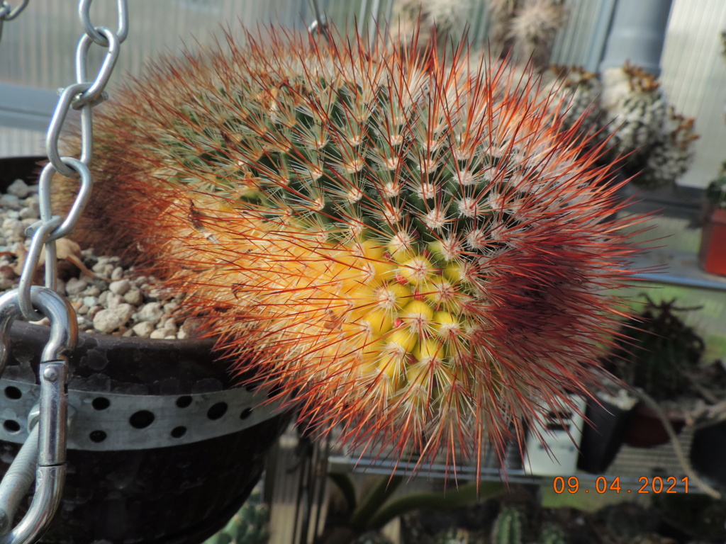 Cacti and Sukkulent in Köln, every day new flowers in the greenhouse Part 255 Bild7547