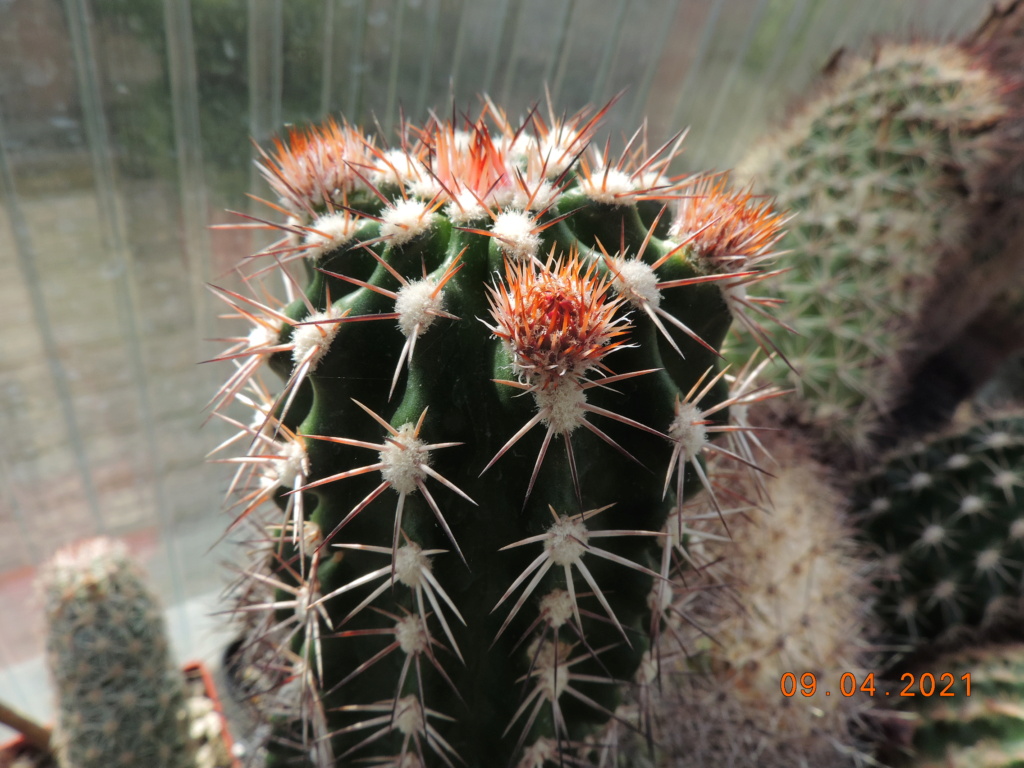 Cacti and Sukkulent in Köln, every day new flowers in the greenhouse Part 255 Bild7548