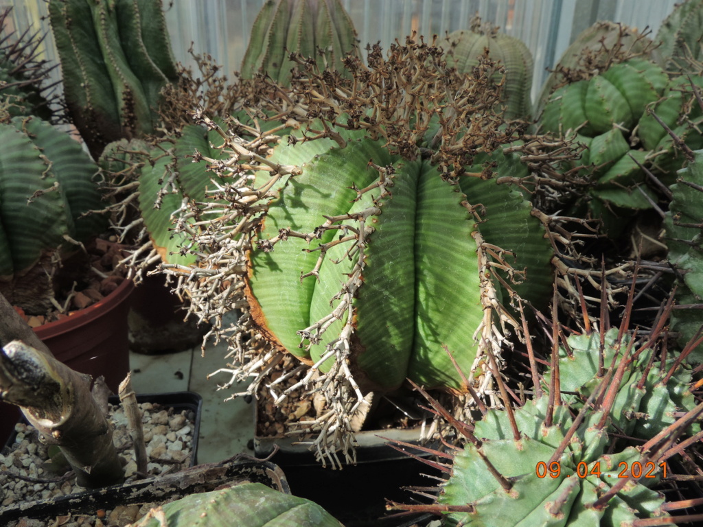 Cacti and Sukkulent in Köln, every day new flowers in the greenhouse Part 255 Bild7550