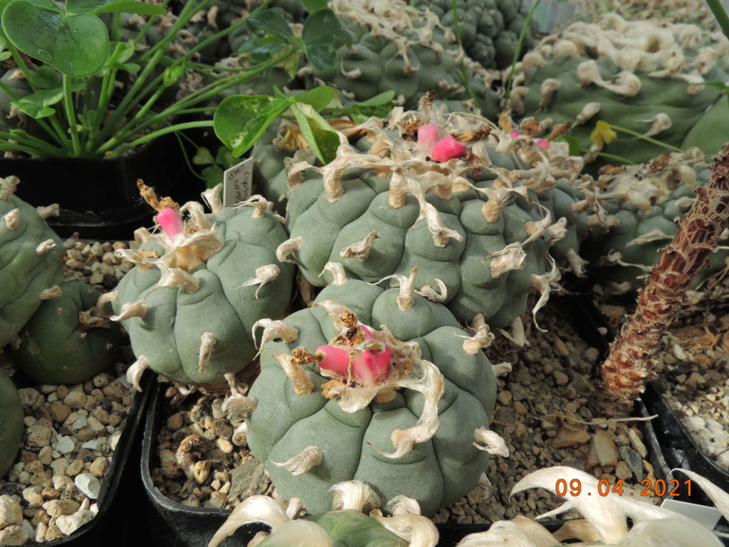 Cacti and Sukkulent in Köln, every day new flowers in the greenhouse Part 255 Bild7551