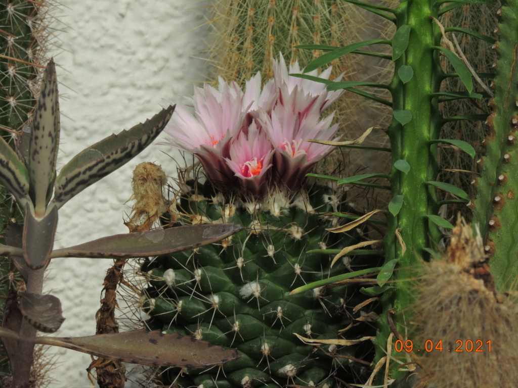 Cacti and Sukkulent in Köln, every day new flowers in the greenhouse Part 255 Bild7552