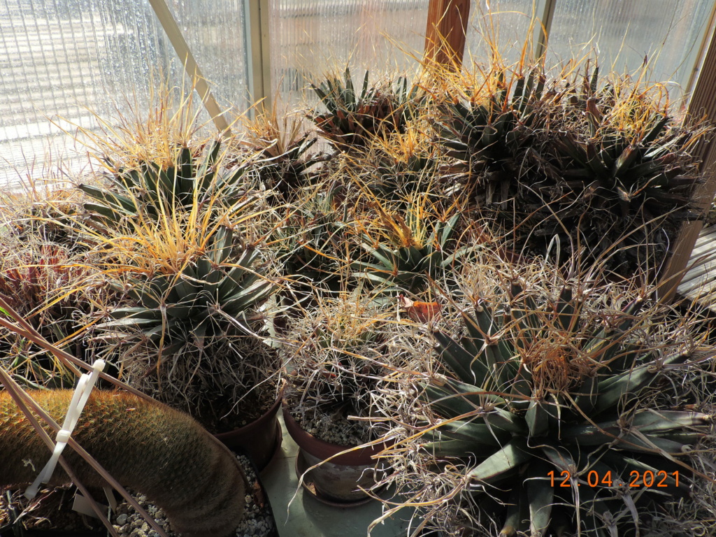 Cacti and Sukkulent in Köln, every day new flowers in the greenhouse Part 255 Bild7554