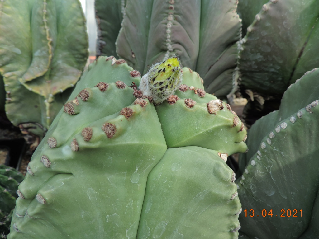 Cacti and Sukkulent in Köln, every day new flowers in the greenhouse Part 255 Bild7556