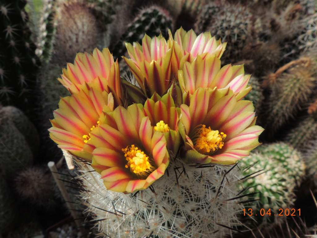 Cacti and Sukkulent in Köln, every day new flowers in the greenhouse Part 255 Bild7559