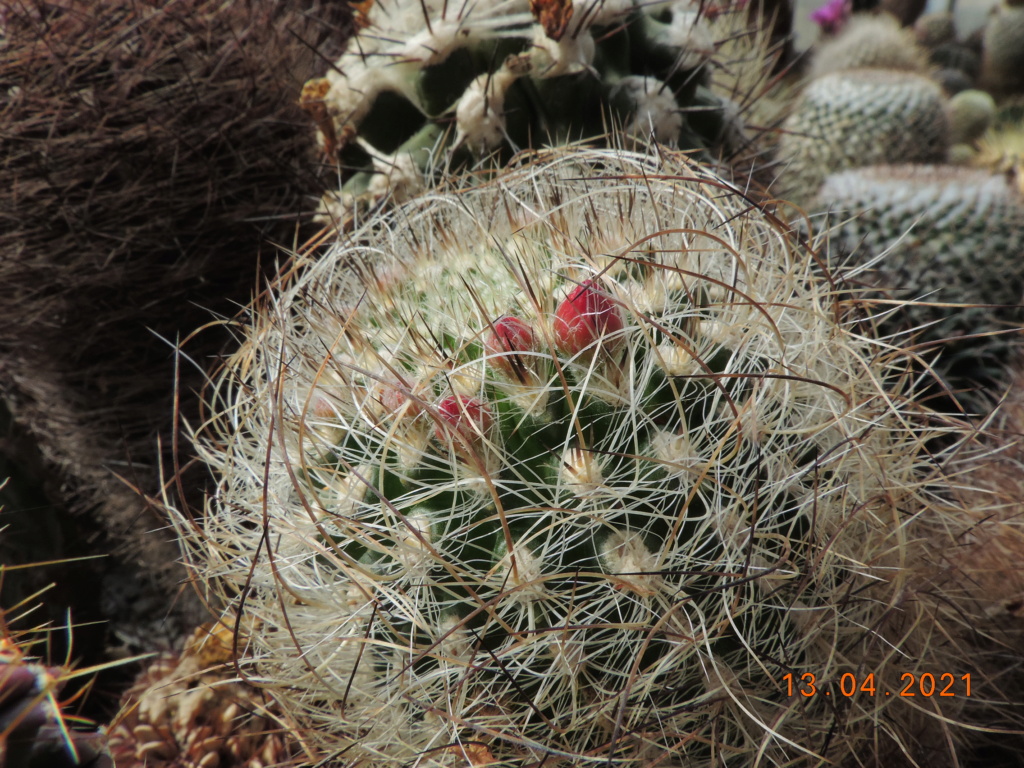 Cacti and Sukkulent in Köln, every day new flowers in the greenhouse Part 255 Bild7560
