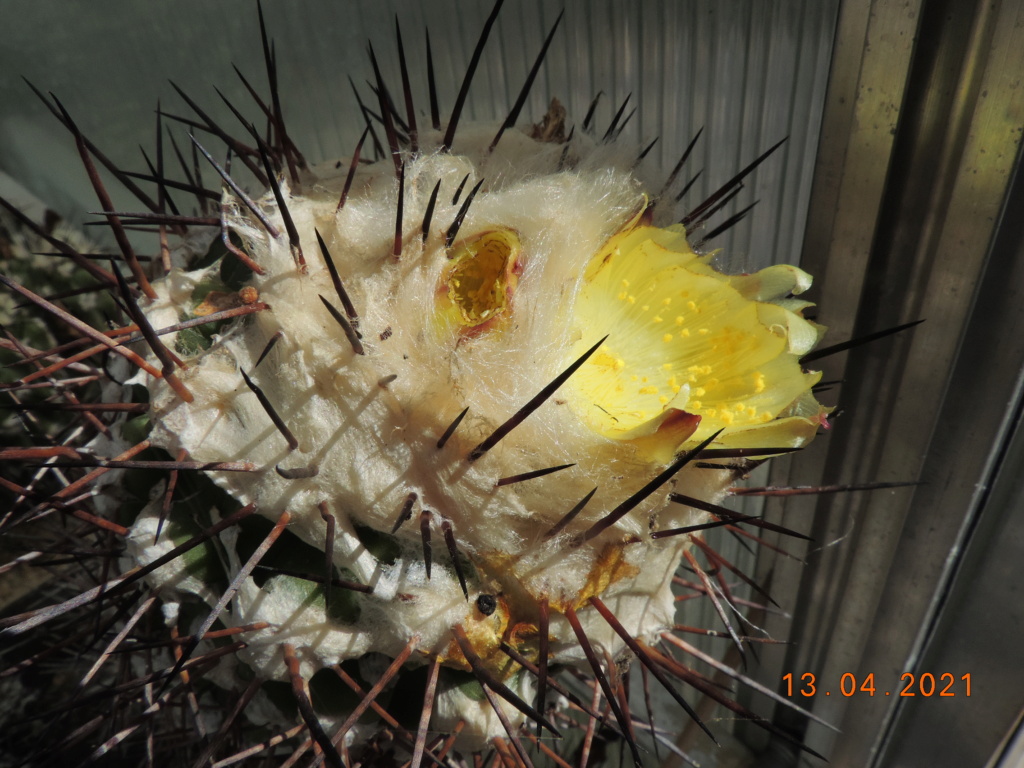 Cacti and Sukkulent in Köln, every day new flowers in the greenhouse Part 255 Bild7564