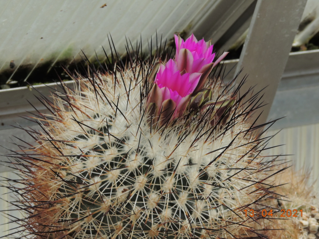 Cacti and Sukkulent in Köln, every day new flowers in the greenhouse Part 255 Bild7565