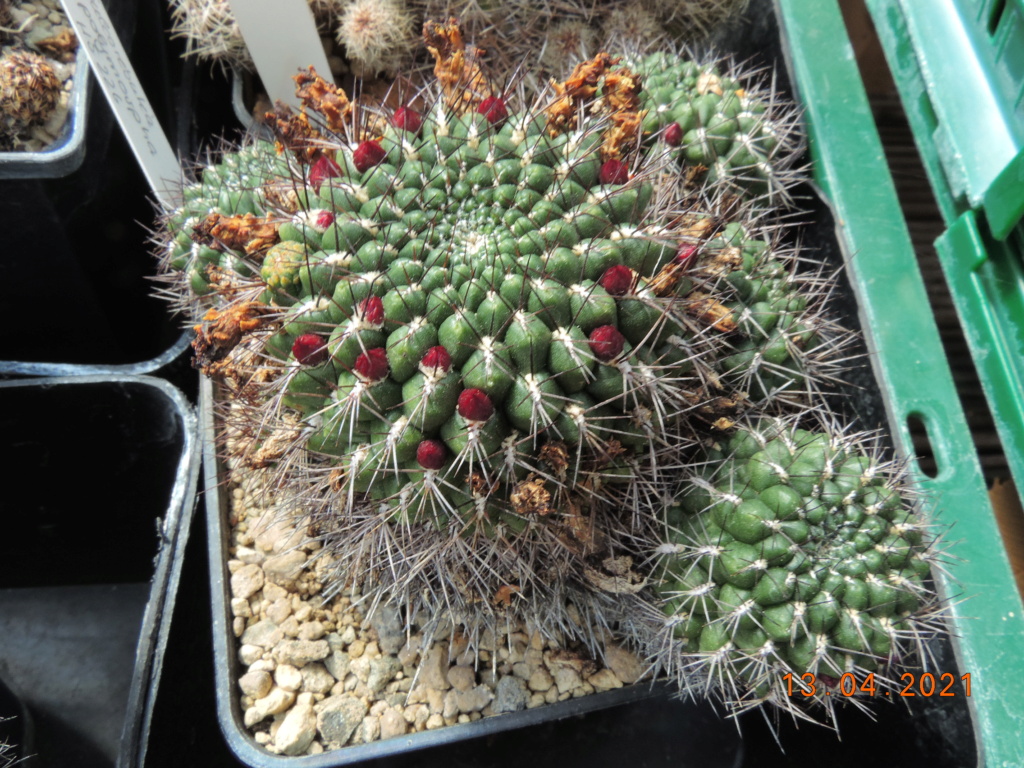 Cacti and Sukkulent in Köln, every day new flowers in the greenhouse Part 255 Bild7567