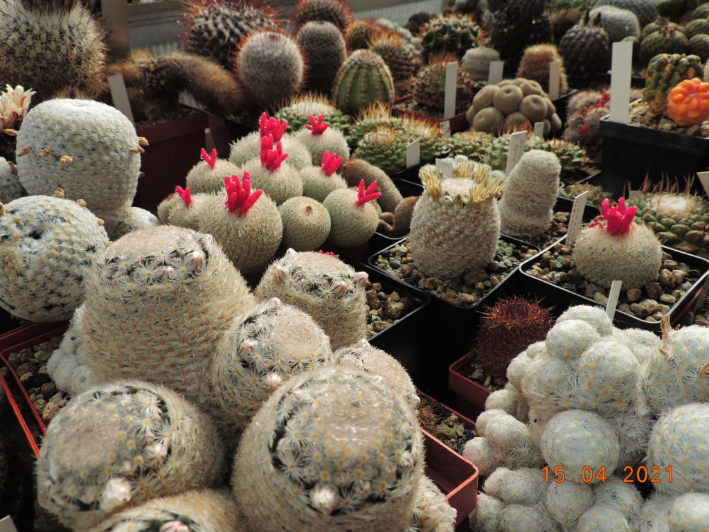 Cacti and Sukkulent in Köln, every day new flowers in the greenhouse Part 255 Bild7568