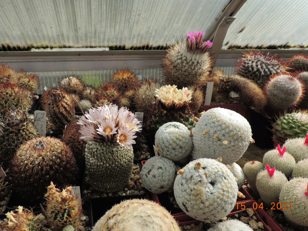 Cacti and Sukkulent in Köln, every day new flowers in the greenhouse Part 255 Bild7569