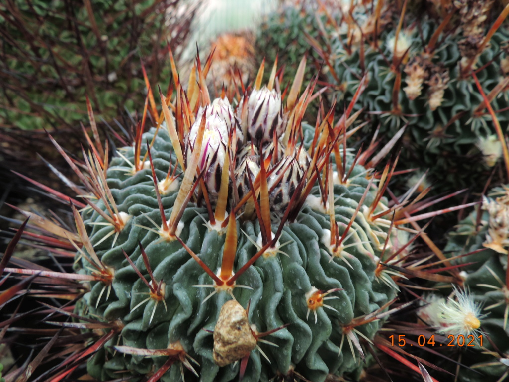 Cacti and Sukkulent in Köln, every day new flowers in the greenhouse Part 255 Bild7571
