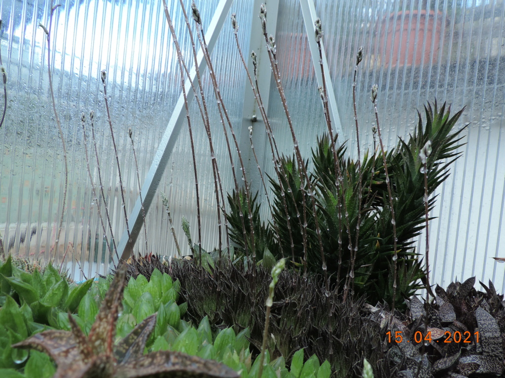 Cacti and Sukkulent in Köln, every day new flowers in the greenhouse Part 255 Bild7575