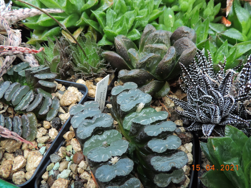 Cacti and Sukkulent in Köln, every day new flowers in the greenhouse Part 255 Bild7576