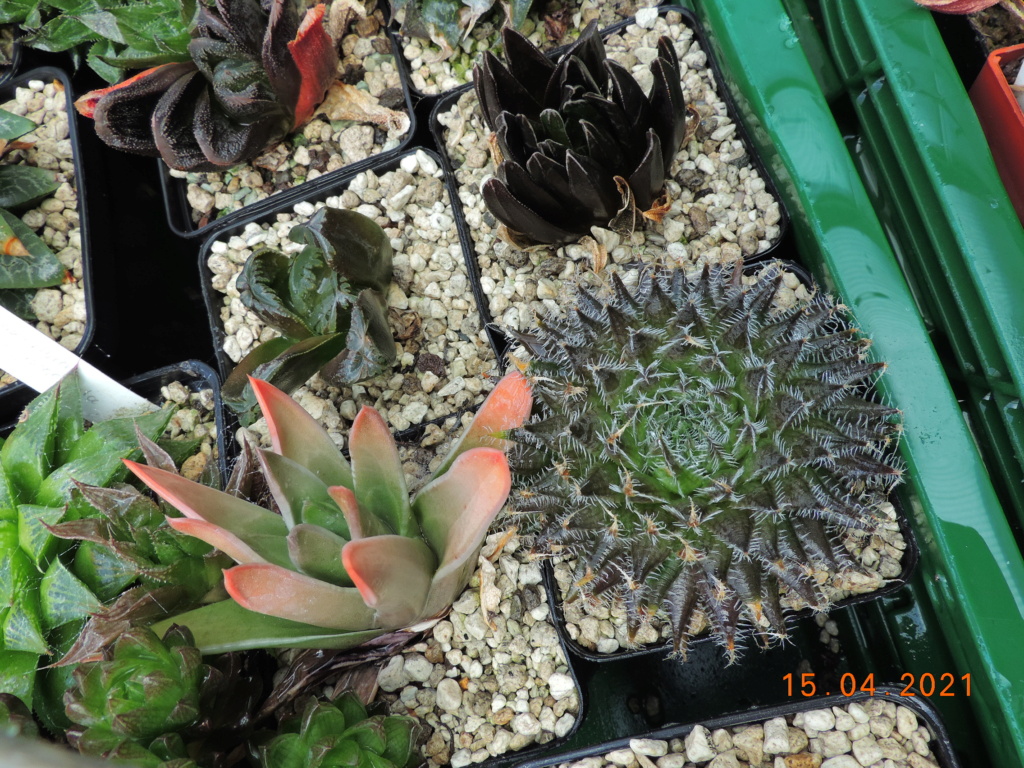 Cacti and Sukkulent in Köln, every day new flowers in the greenhouse Part 255 Bild7577