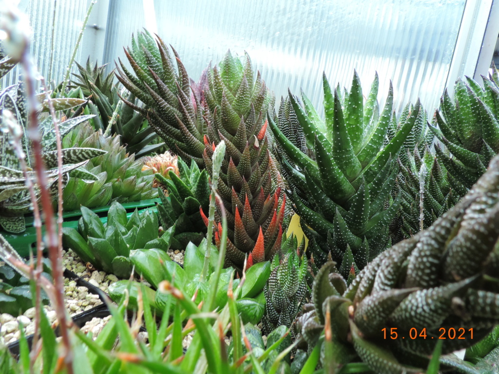 Cacti and Sukkulent in Köln, every day new flowers in the greenhouse Part 255 Bild7578
