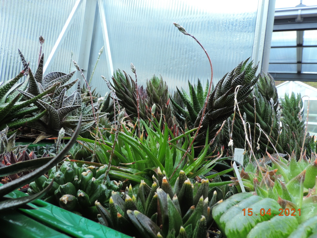 Cacti and Sukkulent in Köln, every day new flowers in the greenhouse Part 255 Bild7579