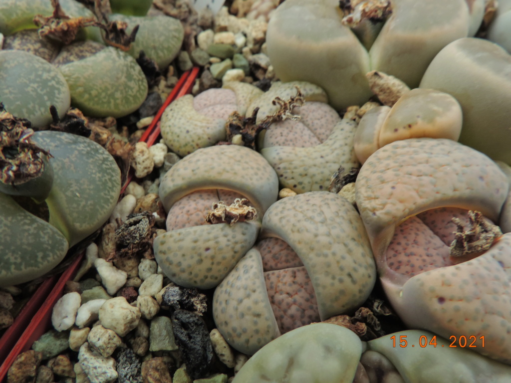 Cacti and Sukkulent in Köln, every day new flowers in the greenhouse Part 255 Bild7583