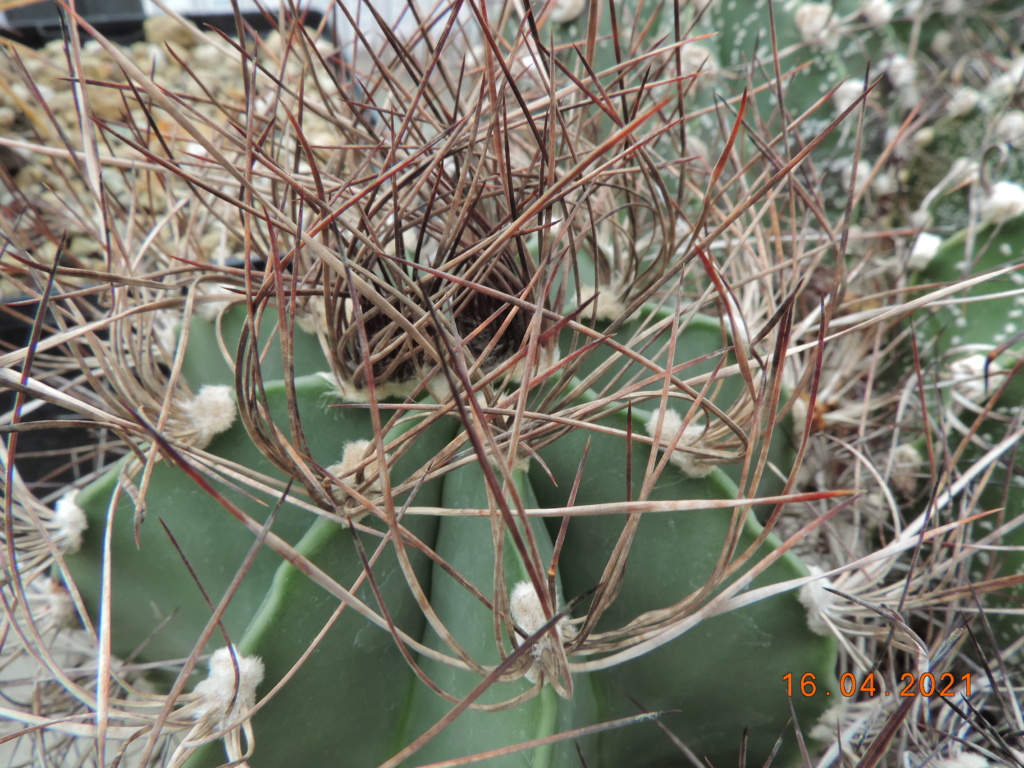 Cacti and Sukkulent in Köln, every day new flowers in the greenhouse Part 256 Bild7606