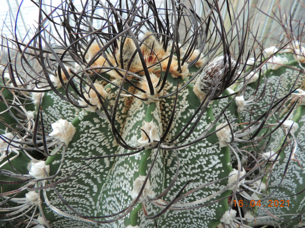 Cacti and Sukkulent in Köln, every day new flowers in the greenhouse Part 256 Bild7607