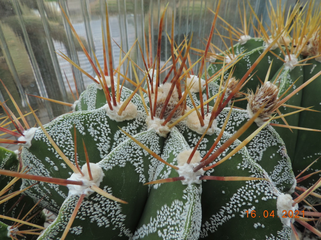Cacti and Sukkulent in Köln, every day new flowers in the greenhouse Part 256 Bild7608
