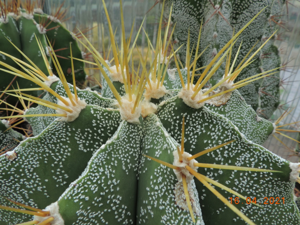 Cacti and Sukkulent in Köln, every day new flowers in the greenhouse Part 256 Bild7609