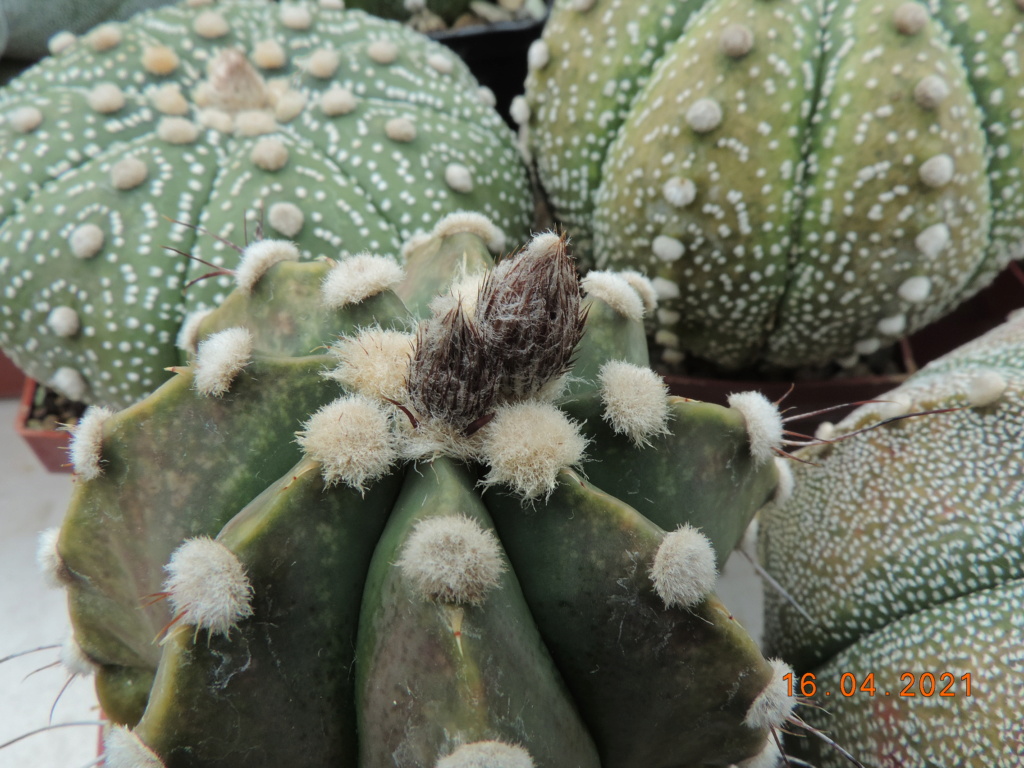 Cacti and Sukkulent in Köln, every day new flowers in the greenhouse Part 256 Bild7610