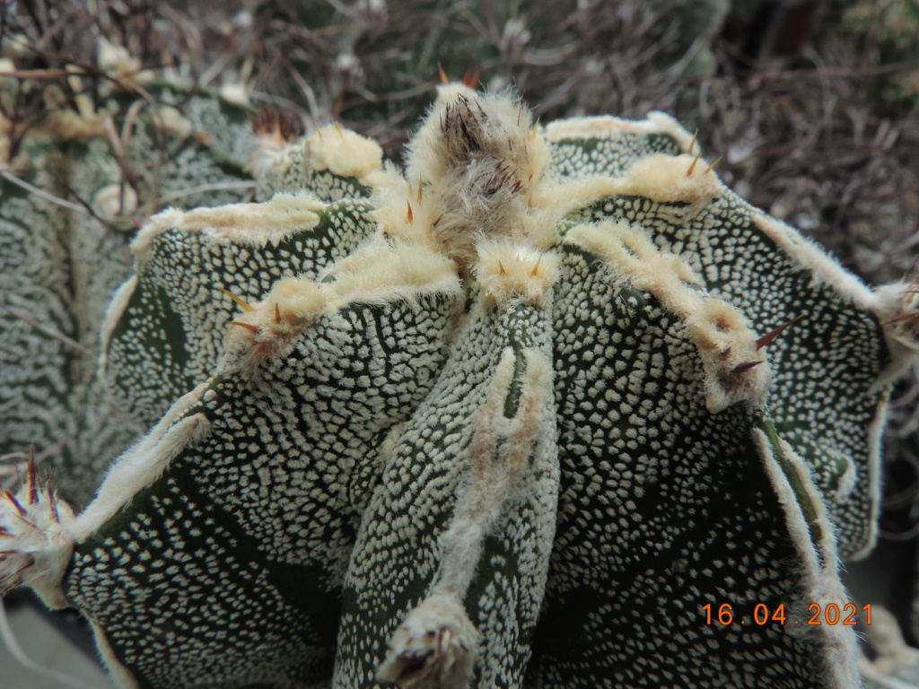 Cacti and Sukkulent in Köln, every day new flowers in the greenhouse Part 256 Bild7611