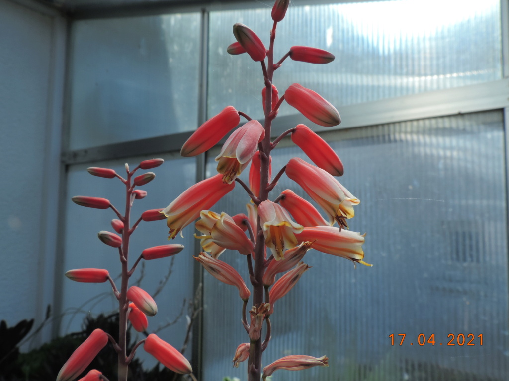 Cacti and Sukkulent in Köln, every day new flowers in the greenhouse Part 256 Bild7614