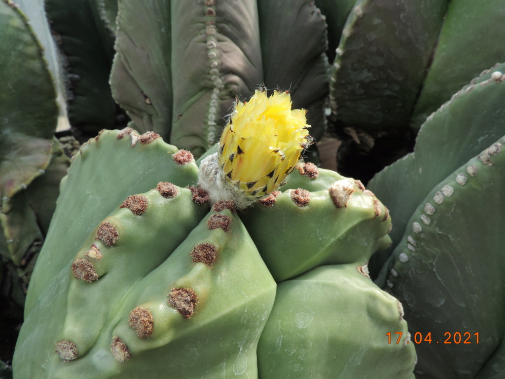 Cacti and Sukkulent in Köln, every day new flowers in the greenhouse Part 256 Bild7616