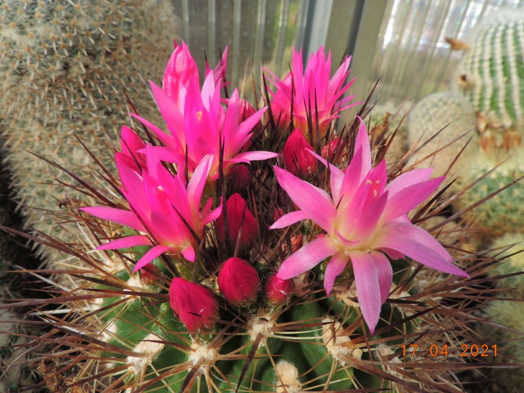 Cacti and Sukkulent in Köln, every day new flowers in the greenhouse Part 256 Bild7617