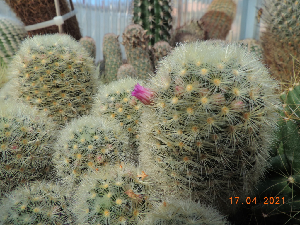 Cacti and Sukkulent in Köln, every day new flowers in the greenhouse Part 256 Bild7618