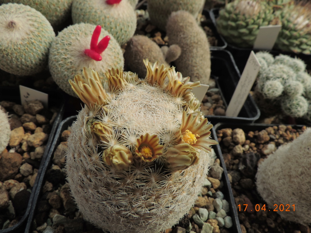 Cacti and Sukkulent in Köln, every day new flowers in the greenhouse Part 256 Bild7619