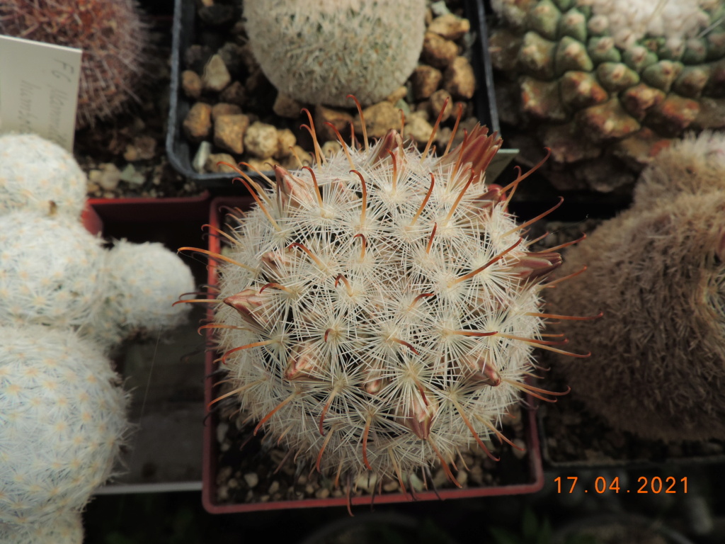 Cacti and Sukkulent in Köln, every day new flowers in the greenhouse Part 256 Bild7620