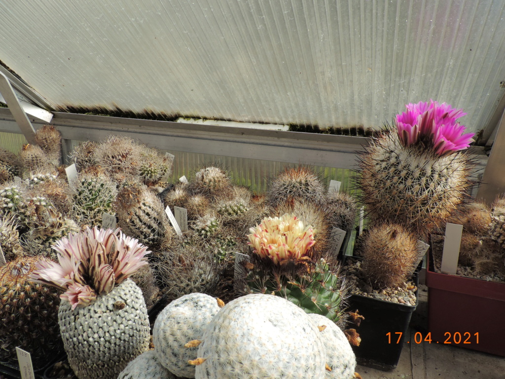 Cacti and Sukkulent in Köln, every day new flowers in the greenhouse Part 256 Bild7621