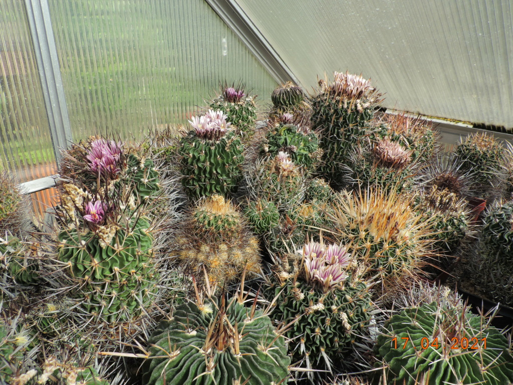 Cacti and Sukkulent in Köln, every day new flowers in the greenhouse Part 256 Bild7622