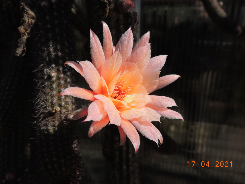 Cacti and Sukkulent in Köln, every day new flowers in the greenhouse Part 256 Bild7623