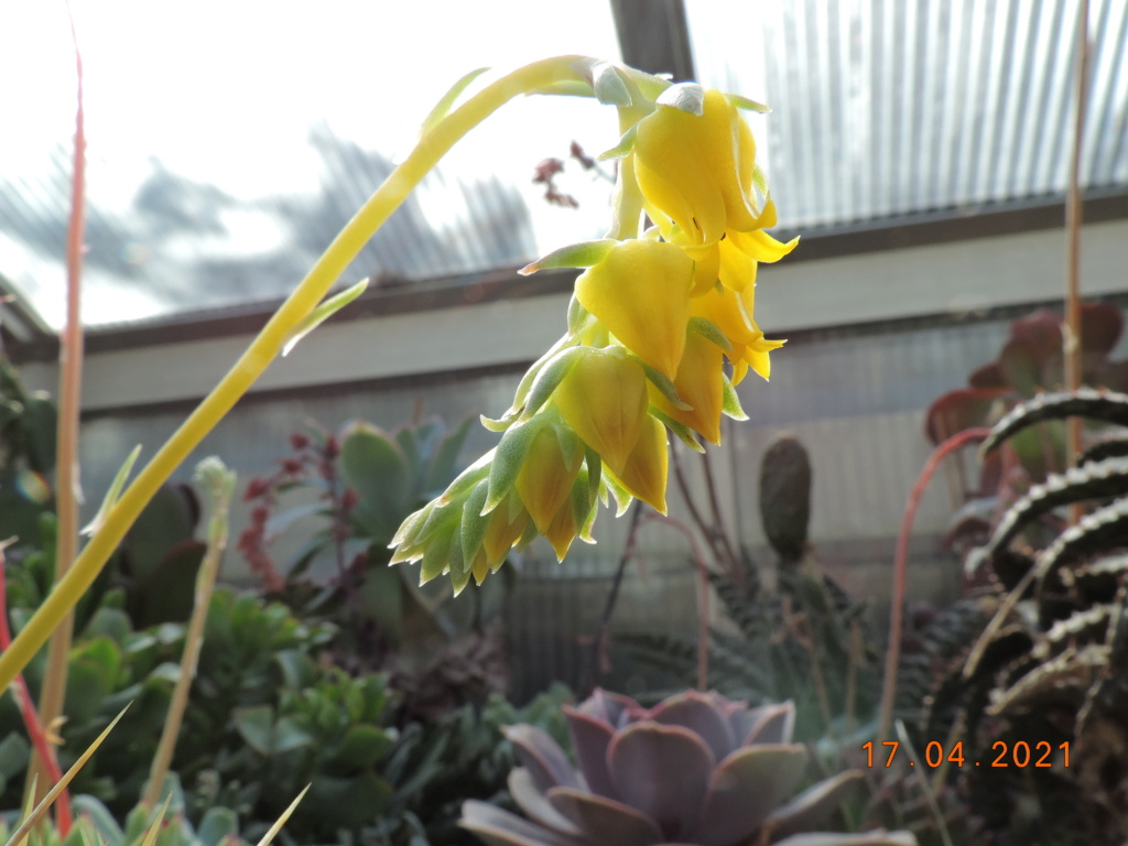 Cacti and Sukkulent in Köln, every day new flowers in the greenhouse Part 256 Bild7624