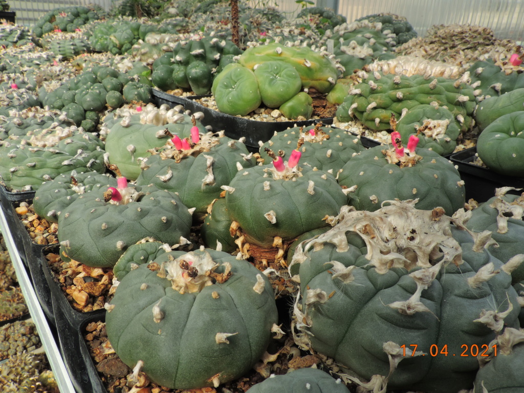 Cacti and Sukkulent in Köln, every day new flowers in the greenhouse Part 256 Bild7625