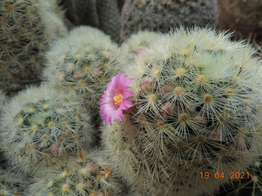 Cacti and Sukkulent in Köln, every day new flowers in the greenhouse Part 256 Bild7627