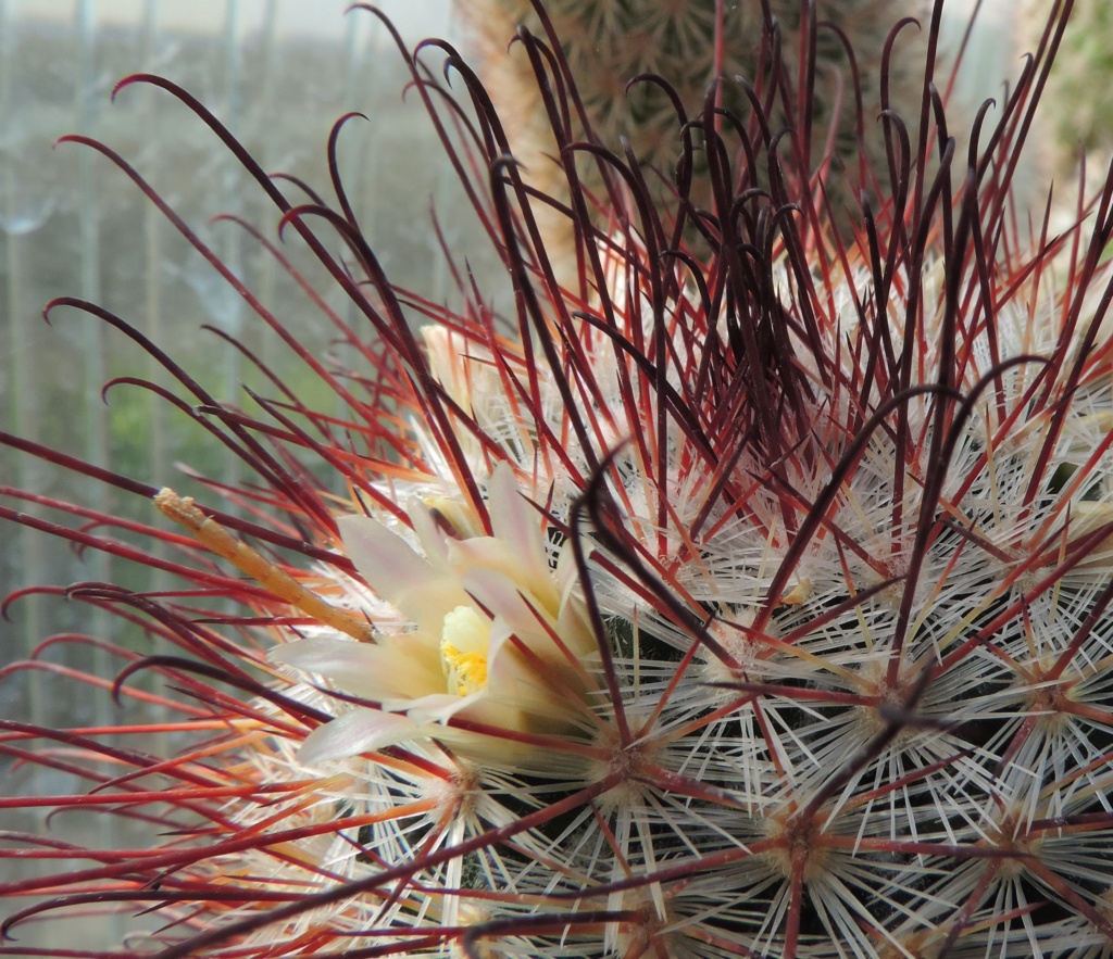 Cacti and Sukkulent in Köln, every day new flowers in the greenhouse Part 256 Bild7630