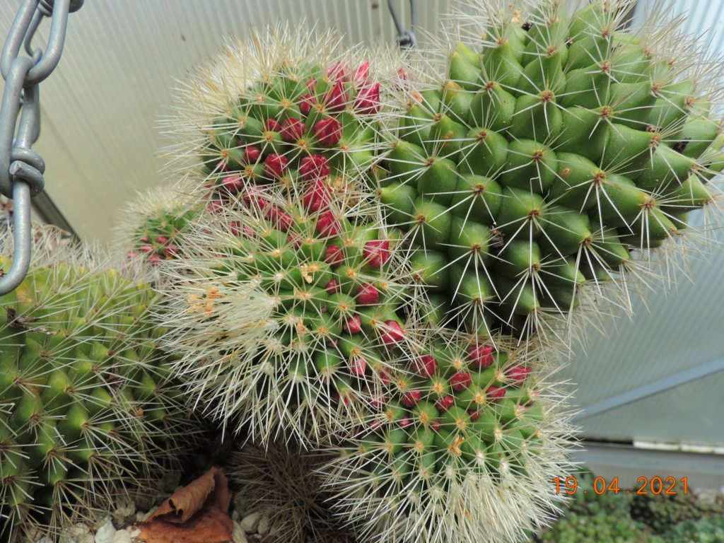 Cacti and Sukkulent in Köln, every day new flowers in the greenhouse Part 256 Bild7631