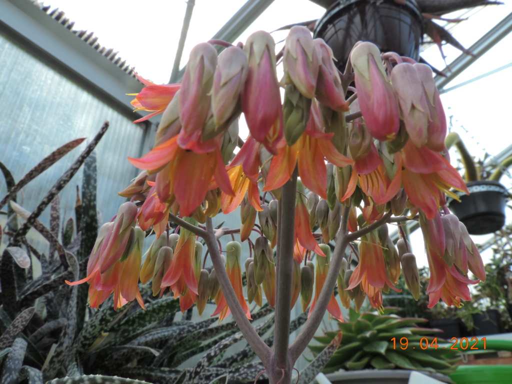 Cacti and Sukkulent in Köln, every day new flowers in the greenhouse Part 256 Bild7638