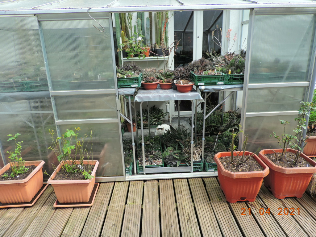 Cacti and Sukkulent in Köln, every day new flowers in the greenhouse Part 256 Bild7640