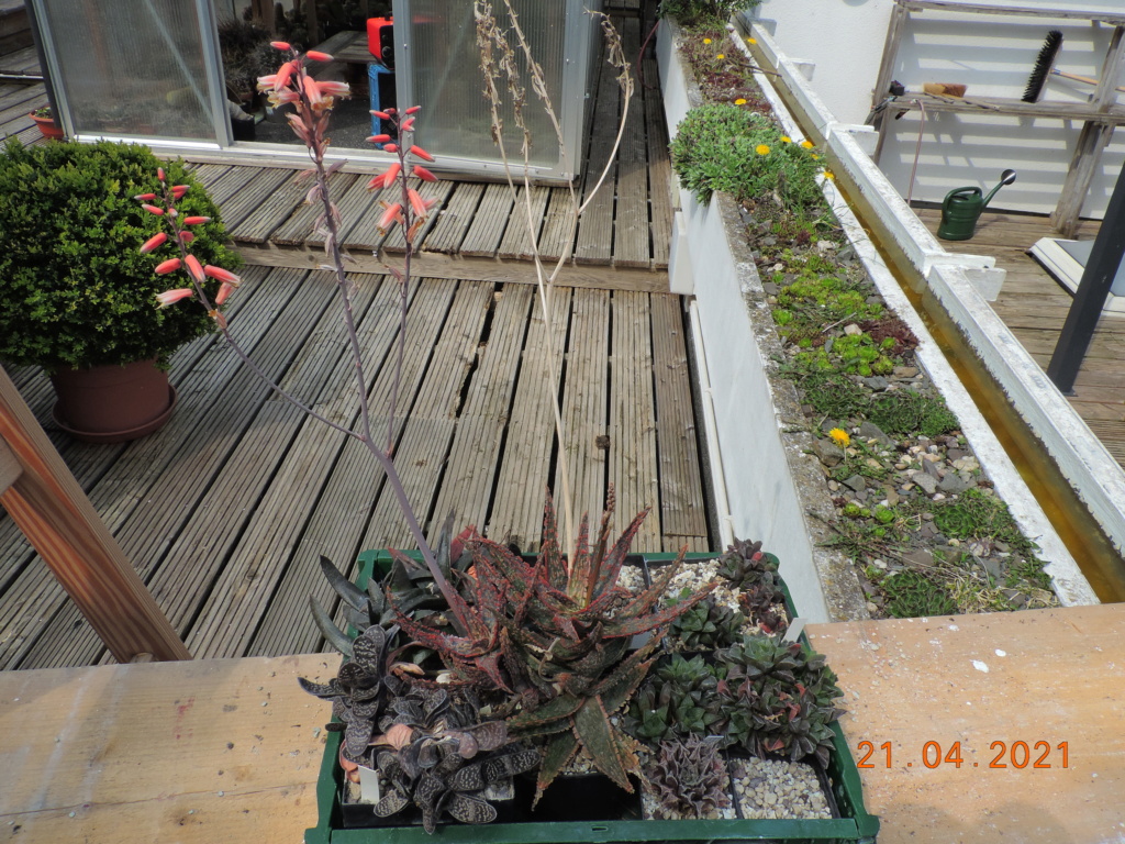 Cacti and Sukkulent in Köln, every day new flowers in the greenhouse Part 256 Bild7647